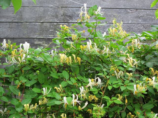 Chèvrefeuille grimpant (Lonicera japonica)