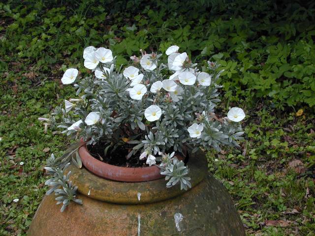 Convolvulus cneorum en pot