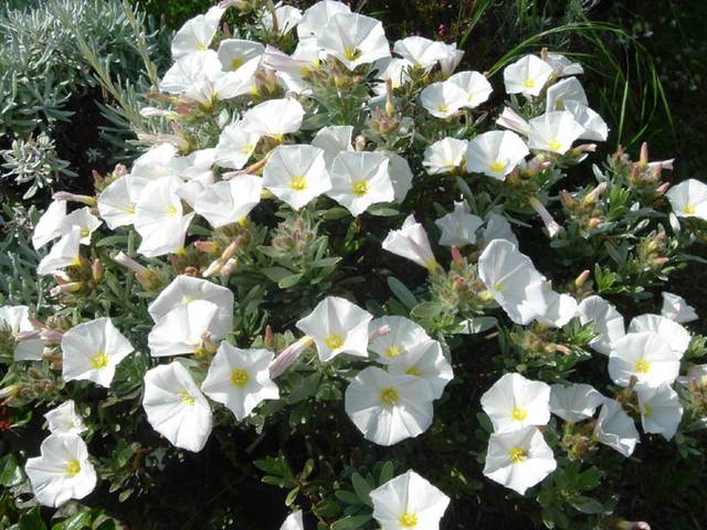 Convolvulus cneorum