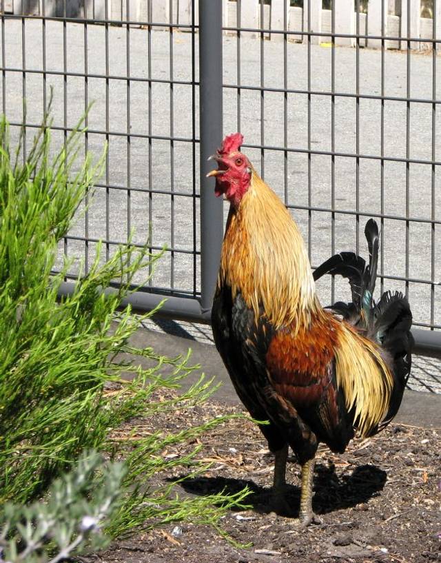 Coq dans un jardin urbain