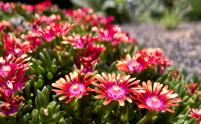 Delosperma 'Fire Spinner' - Scott Akerman / flickr.com