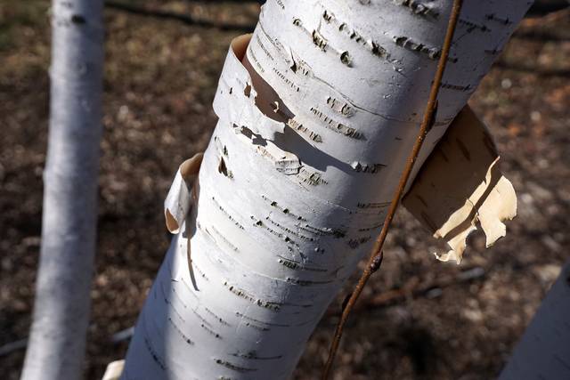 Ecorce de bouleau (Betula jacquemontii )