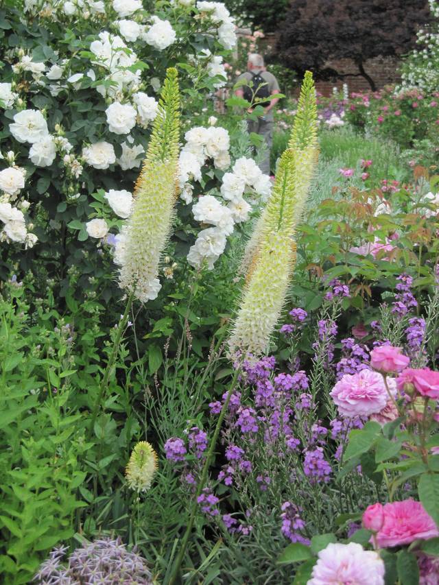 Eremurus dans un massif