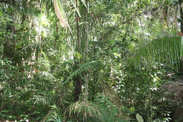 Forêt tropicale (Panama)