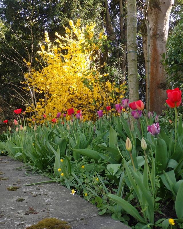 Forsythia et tulipes en fleurs