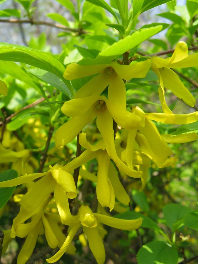 Forsythia viridissima