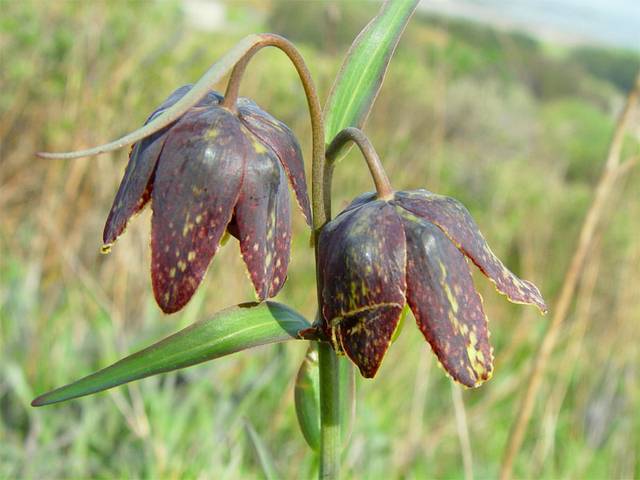 Fritillaria affinis (fritillaire)