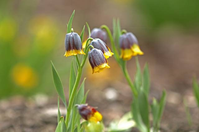 Fritillaire (Fritillaria uva-vulpis)