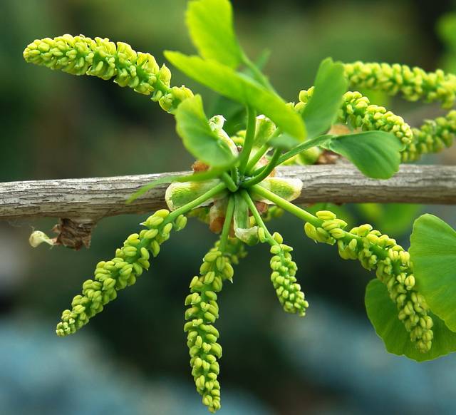 Chatons de ginkgo biloba (arbre aux 40 écus)