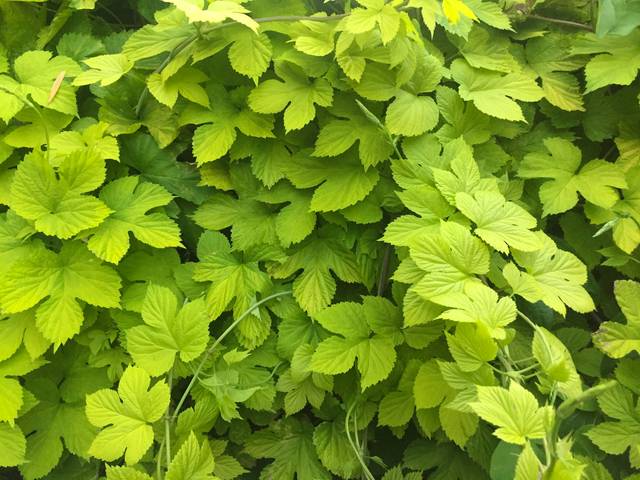 Houblon doré (Humulus lupulus 'Aureus')