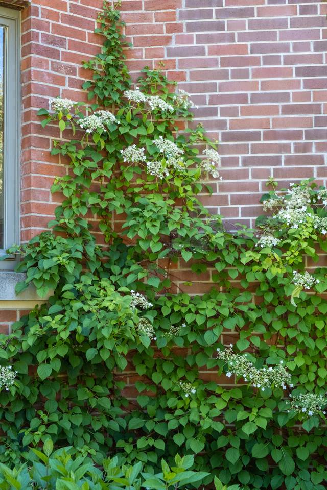 Hydrangea petiolaris (hortensia grimpant)