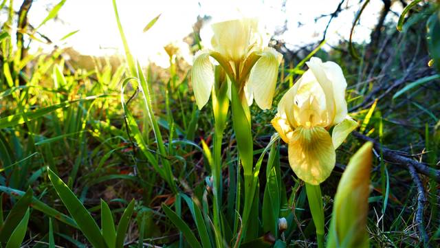 Iris danfordiae dans la lumière du soleil...