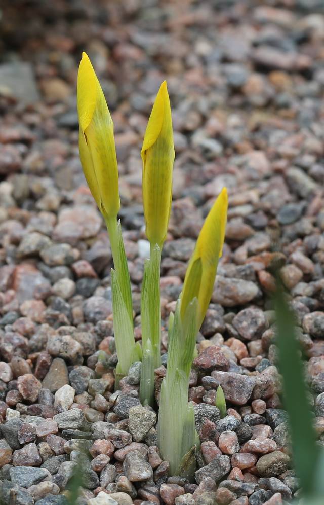 Iris danfordiae sortant juste du sol, dans le gravier