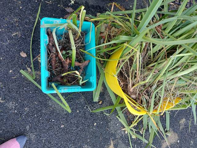 Rhizomes d'Iris pseudacorus