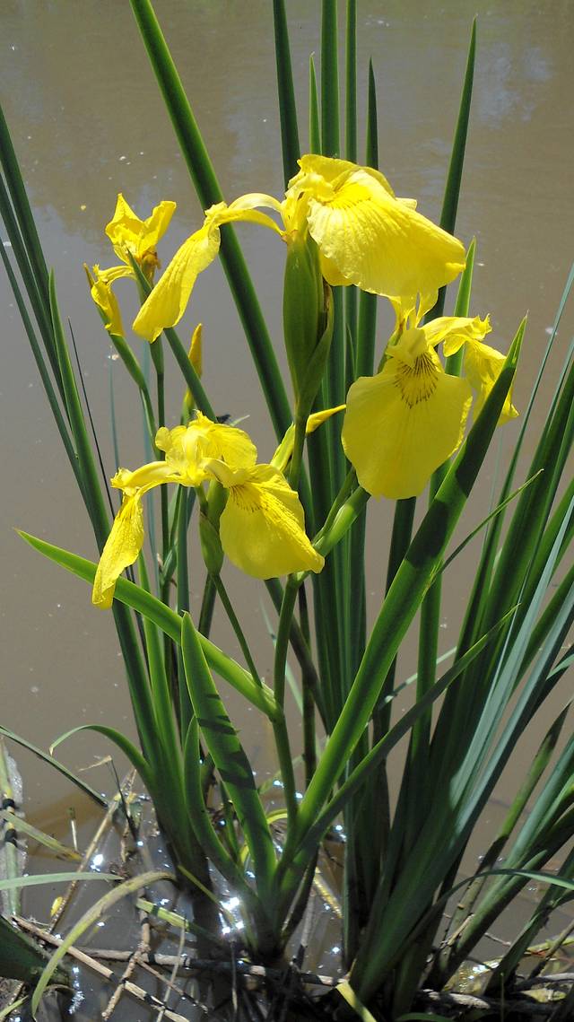 Iris des marais (Iris pseudacorus) les pieds dans l'eau