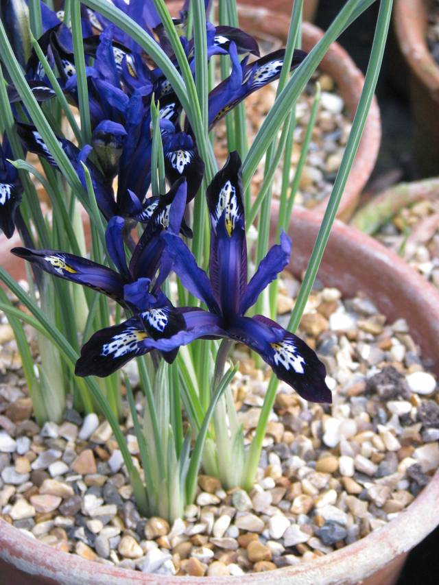 Iris reticulata 'Blue Note' (en pot)