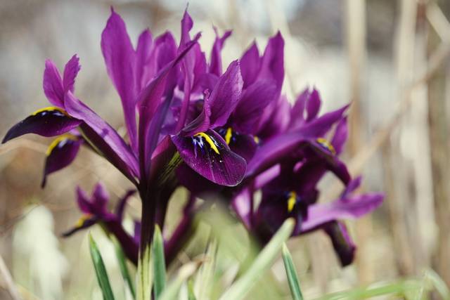 Iris reticulata