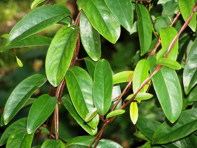 Kadsura japonica (feuillage)