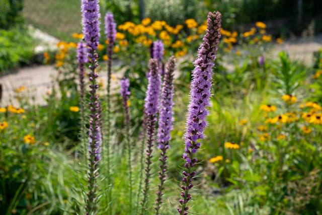 Liatris spicata