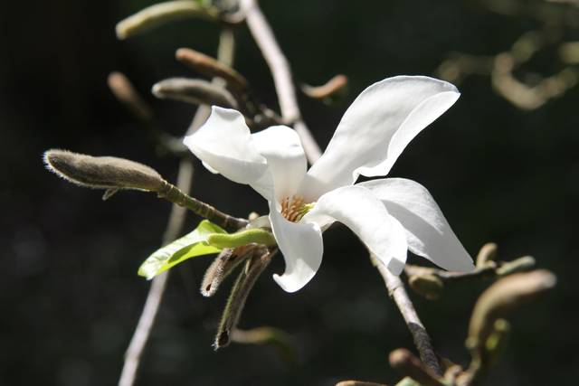 Fleur du Magnolia de Kobé