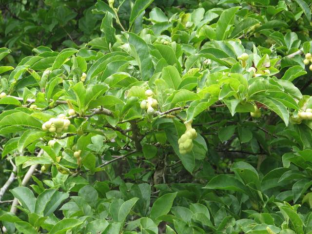 Magnolia de Kobé : feuillage (et fructification)
