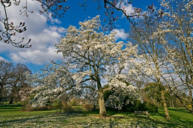 Magnolia de Kobé en fleurs (Magnolia Kobus var. Borealis)
