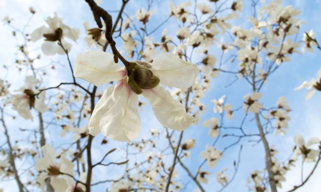 Floraison printanière du Magnolia Kobus
