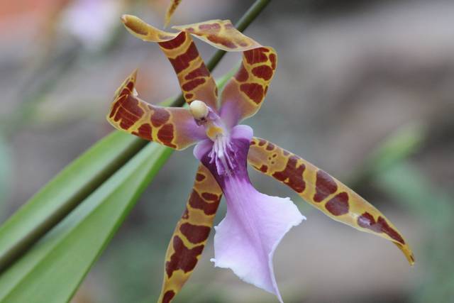Miltonia clowesii