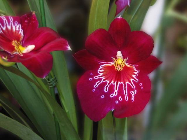 Miltonia