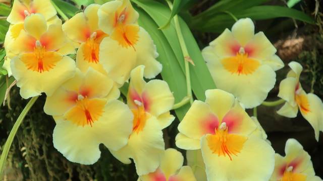 Miltoniopsis