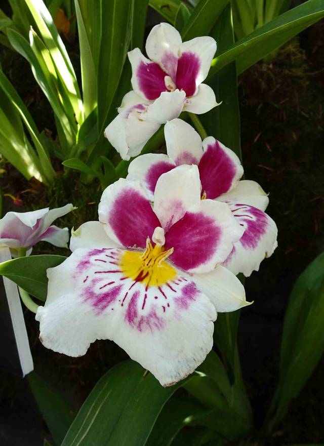 Miltoniopsis