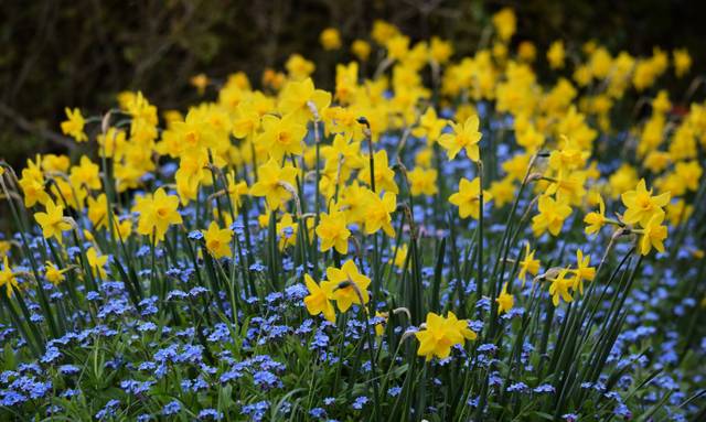 Myosotis et narcisses au printemps