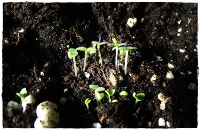 Semis de myosotis