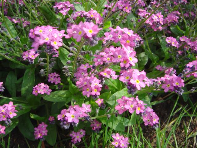Myosotis sylvatica (Hoffm.) 'Rosylva' 