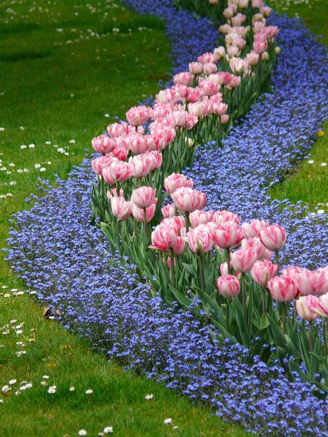 Massifs de myosotis et tulipes