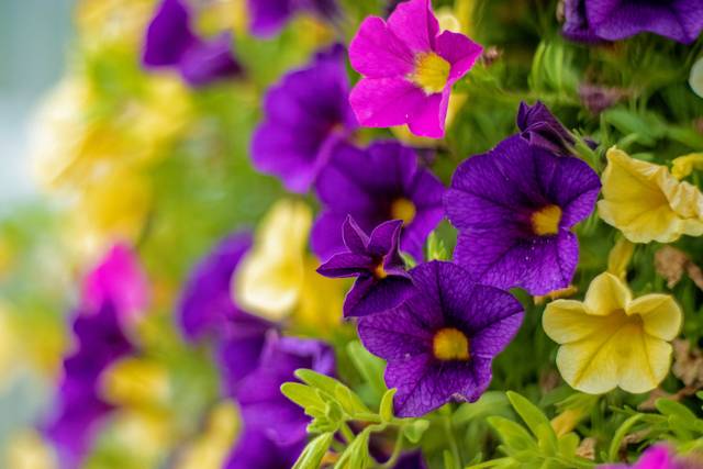 Petunias Million Bells