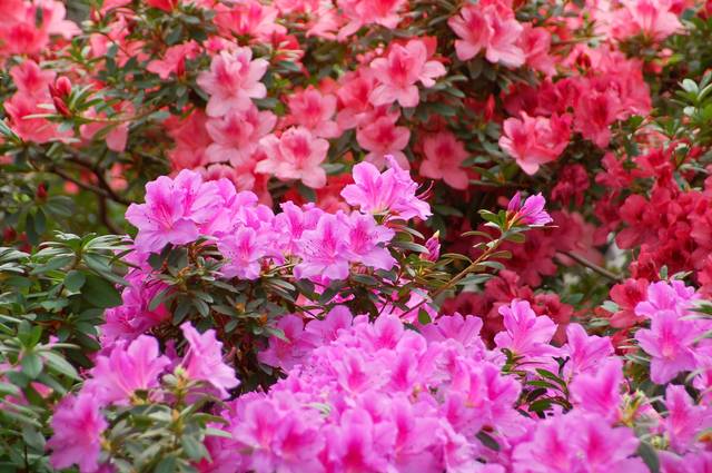 Azalea japonica, synonyme de Rhododendron molle subsp. japonicum