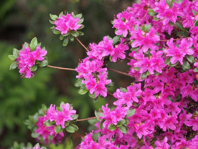 Rhododendron 'Obtusum' (Azalée japonaise)