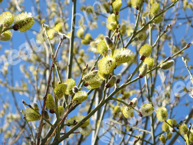 Chatons de saule marsault