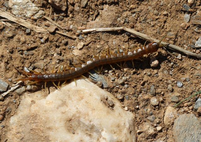 Scolopendra oraniensis