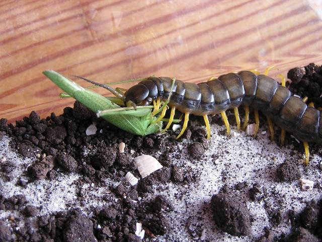 Scolopendre dévorant un insecte