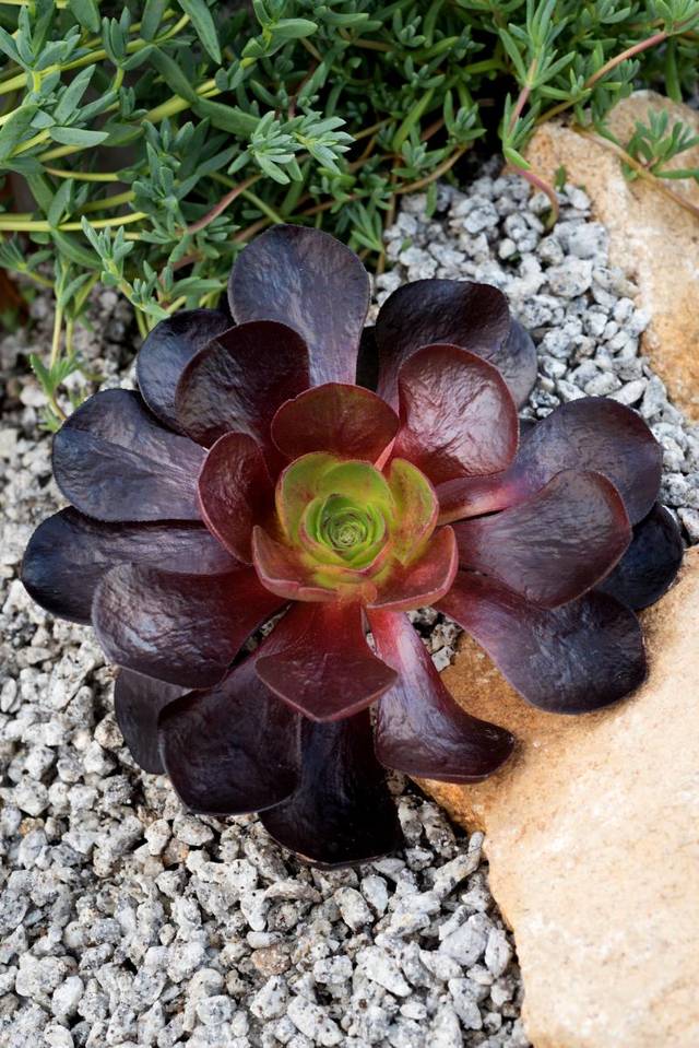 Semponium hybride Destiny 'COV'