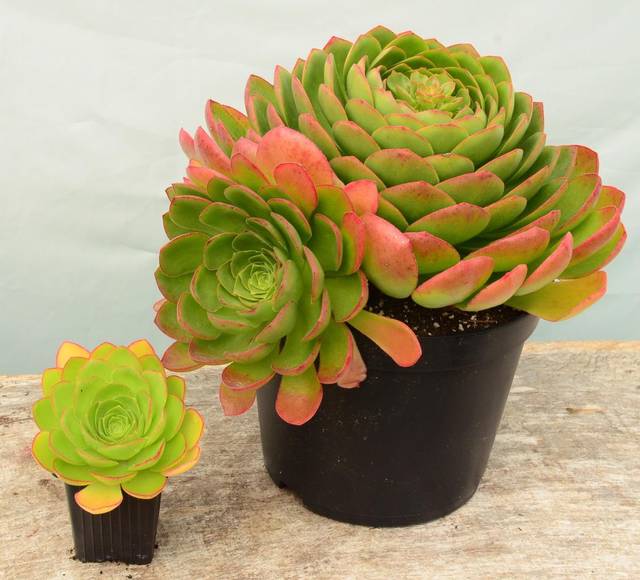 Semponium hybride Diamond 'COV'