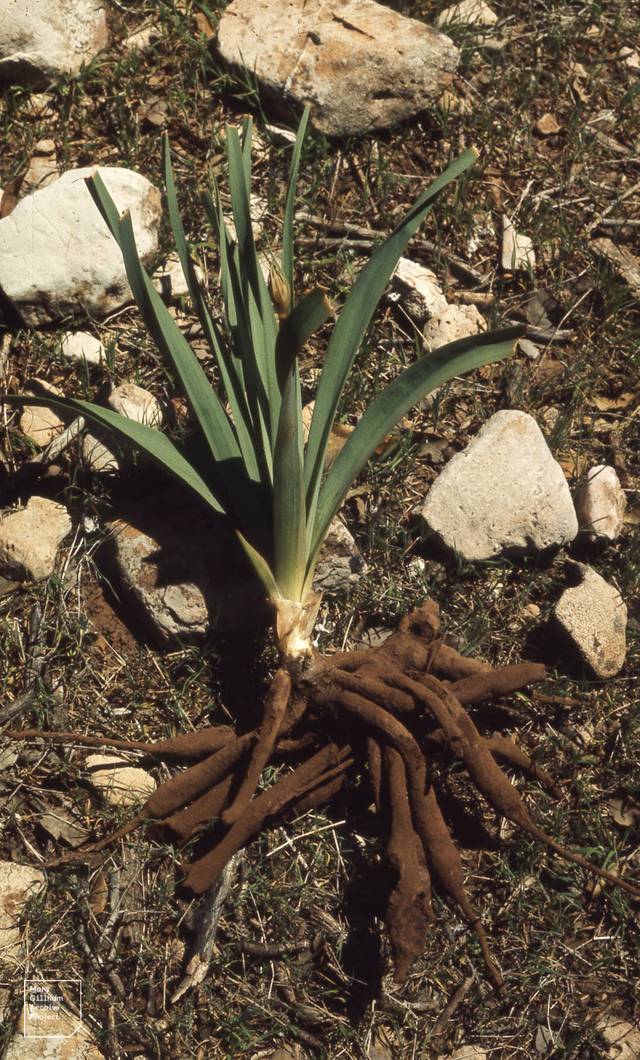 Tubercules d'asphodèle (racines)