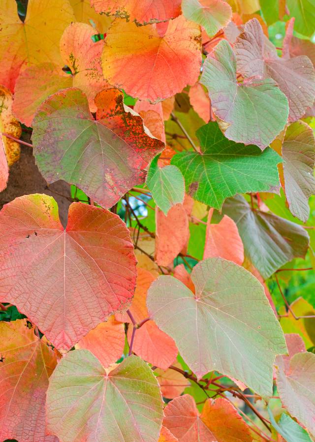 Vigne de Coignet (Vitis coignetiae) - automne
