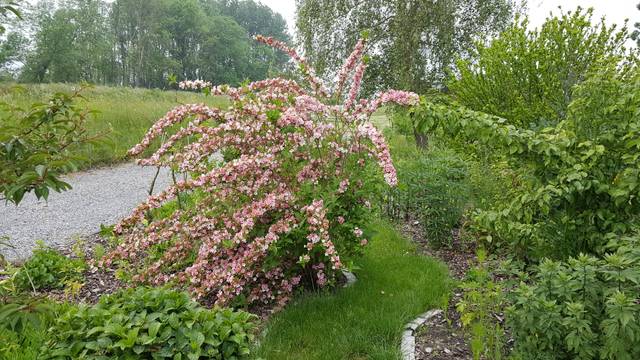 Weigelia fleurissant dans une haie