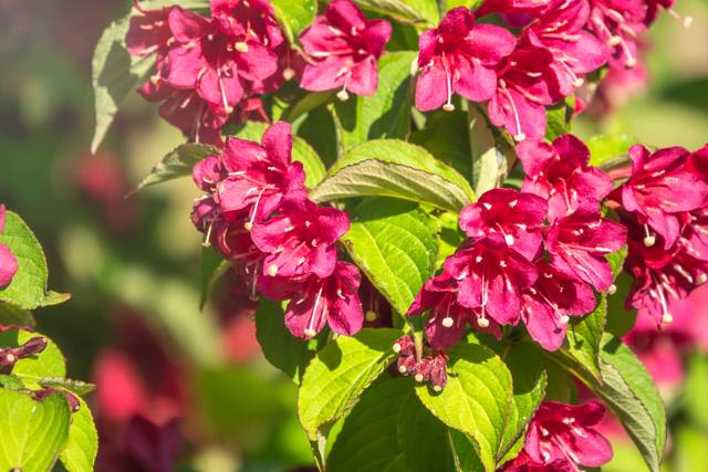 Weigelia rouge