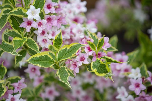Weigelia 'Nana Variegata' (feuillage panaché)