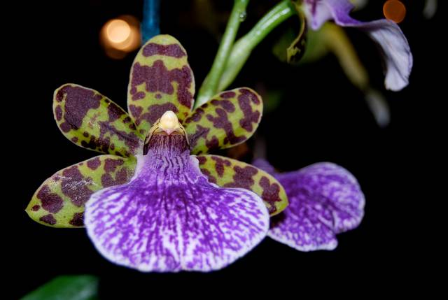 Zygopetalum