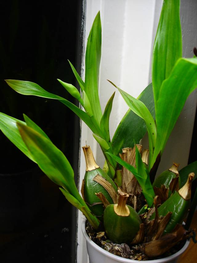 Zygopetalum : développement de la hampe florale
